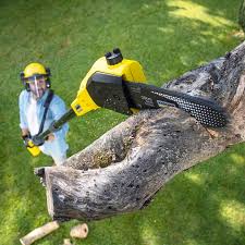 Best Tree Maintenance Programs  in Bertram, TX