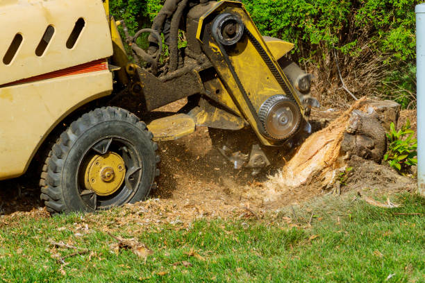  Bertram, TX Tree Services Pros