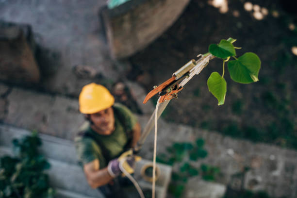 Best Firewood Processing and Delivery  in Bertram, TX