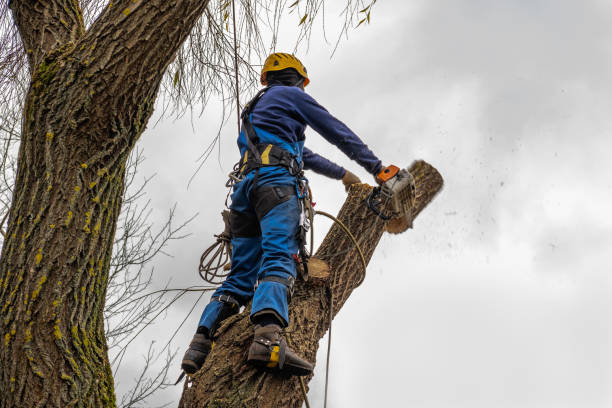 How Our Tree Care Process Works  in  Bertram, TX