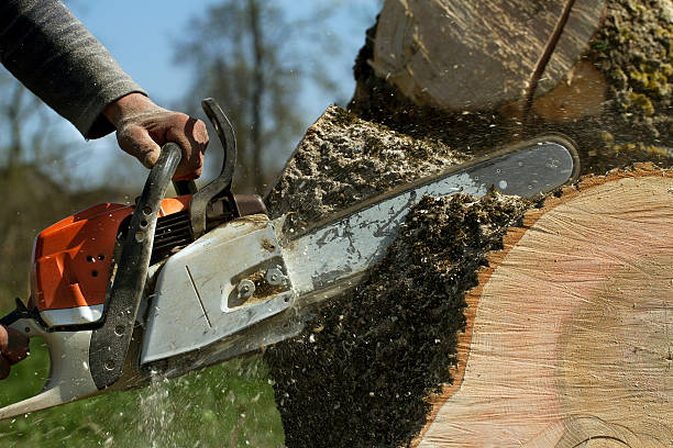 Best Tree Removal  in Bertram, TX